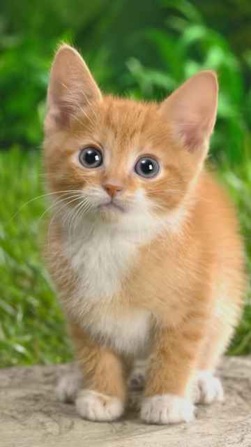1849 Curious Tabby Kitten